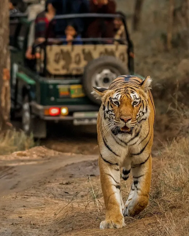 Indian tiger walking through a forest